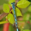 Blue And Black Dragonfly Diamond Painting