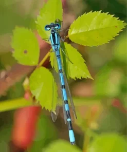 Blue And Black Dragonfly Diamond Painting