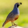 California Quail Bird Diamond Painting