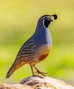 California Quail Bird Diamond Painting