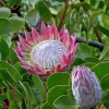 King Protea Plant Diamond Painting