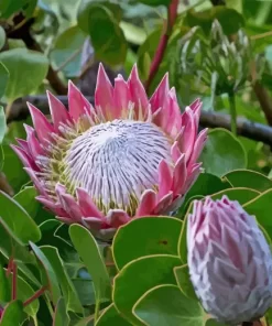 King Protea Plant Diamond Painting