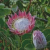 King Protea Plant Diamond Painting