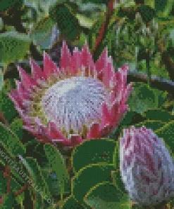 King Protea Plant Diamond Painting