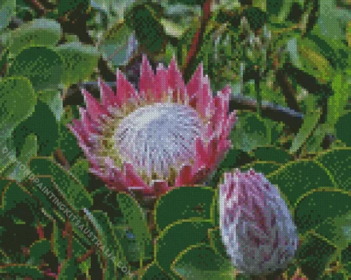 King Protea Plant Diamond Painting