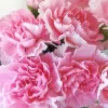 Light Pink Blooming Carnation Diamond Painting