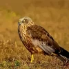 Marsh Harrier Diamond Painting