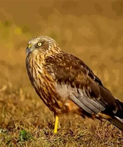 Marsh Harrier Diamond Painting