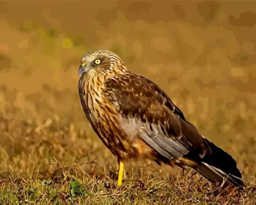 Marsh Harrier Diamond Painting