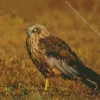 Marsh Harrier Diamond Painting