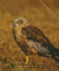 Marsh Harrier Diamond Painting