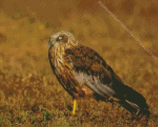 Marsh Harrier Diamond Painting