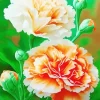 Orange And White Blooming Carnation Diamond Painting