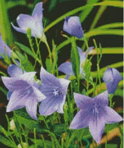 Platycodon Grandiflorus Diamond Painting