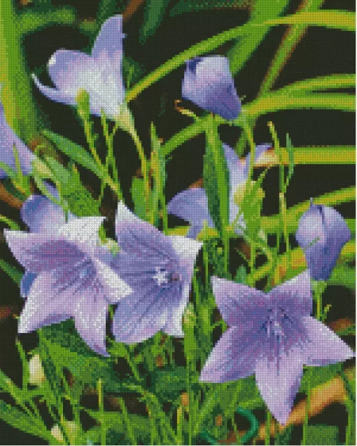 Platycodon Grandiflorus Diamond Painting