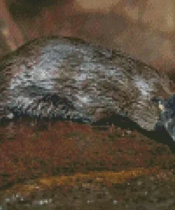 Platypus Diamond Painting