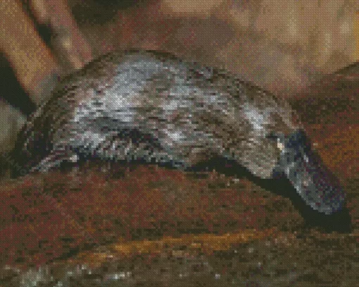 Platypus Diamond Painting