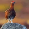 Red Grouse Diamond Painting