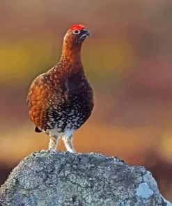 Red Grouse Diamond Painting