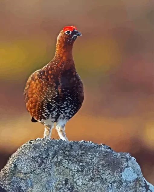 Red Grouse Diamond Painting