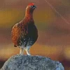 Red Grouse Diamond Painting