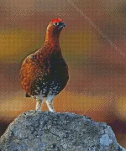 Red Grouse Diamond Painting