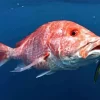 Snapper Fish Underwater Diamond Painting