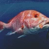 Snapper Fish Underwater Diamond Painting