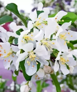 White Crabapple Flowers Diamond Painting