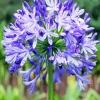 Agapanthus Diamond Painting