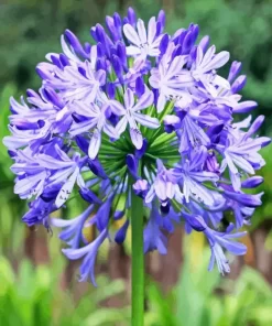 Agapanthus Diamond Painting