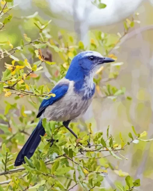 Aphelocoma Bird Diamond Painting