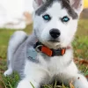 Baby Husky Diamond Painting