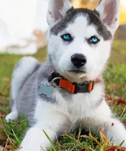 Baby Husky Diamond Painting