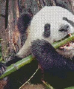 Bamboo Panda Diamond Painting