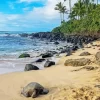 Beach With Turtle Diamond Painting