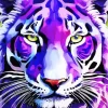 Big Eyed Purple Tiger Diamond Painting