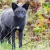 Black Fox Diamond Painting