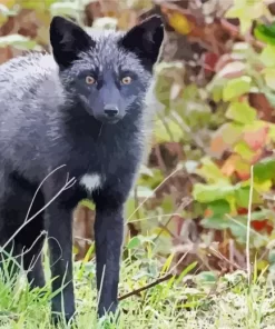 Black Fox Diamond Painting