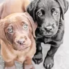 Black Vs Chocolate Labs Diamond Painting