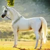 Blonde Arabian Horse Diamond Painting