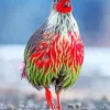 Blood Pheasant Bird Diamond Painting