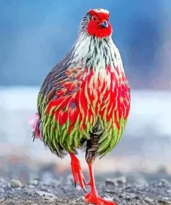 Blood Pheasant Bird Diamond Painting