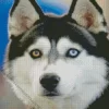 Blue And Brown Eye Husky Diamond Painting