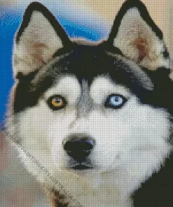 Blue And Brown Eye Husky Diamond Painting