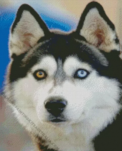 Blue And Brown Eye Husky Diamond Painting