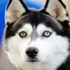 Blue And Brown Eye Husky Diamond Painting