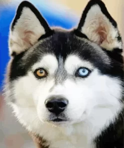 Blue And Brown Eye Husky Diamond Painting