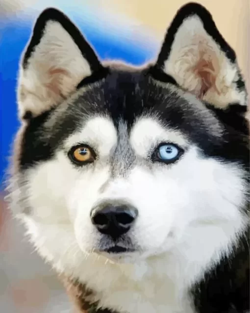 Blue And Brown Eye Husky Diamond Painting