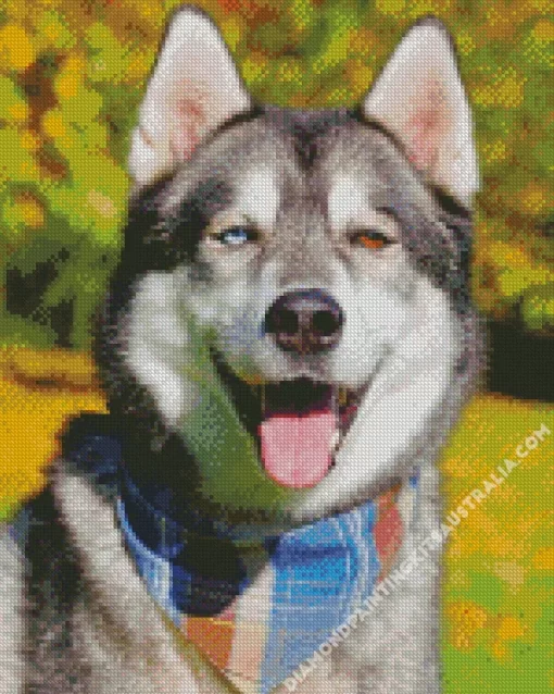 Blue And Brown Eye Husky Dog Diamond Painting